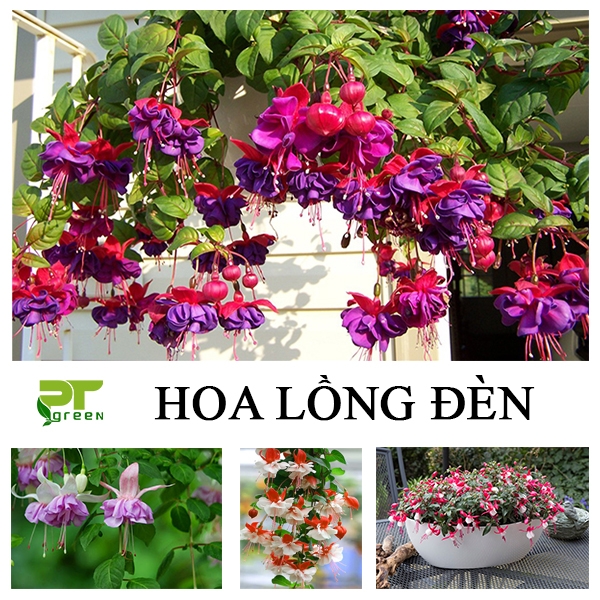 Hoa Lồng đèn | Loài hoa đẹp độc đáo cho mọi không gian